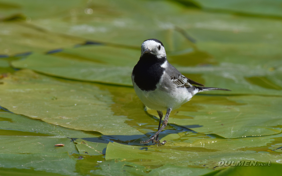 White Wagtail (Motacilla alba)